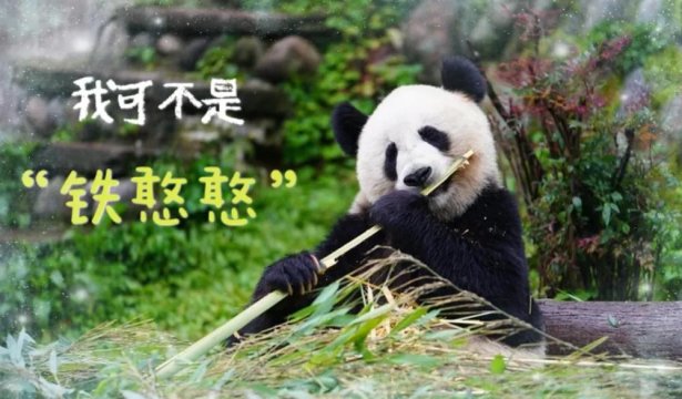 <b>保護生物多樣性丨它們的家在中國（新華社）</b>